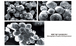 喷雾干燥产品的微显照片